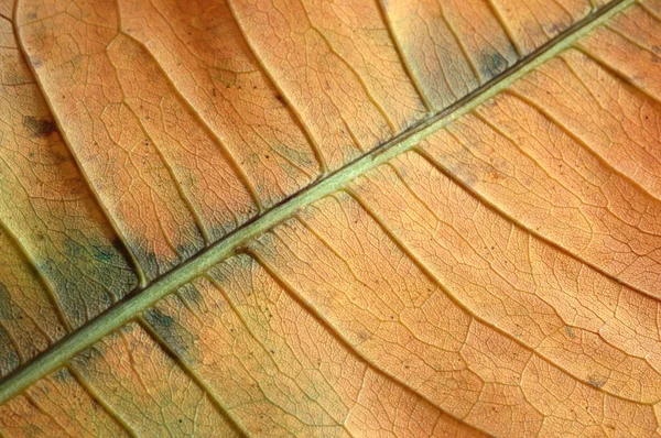 Structure of the dry leaf — Stock Photo, Image