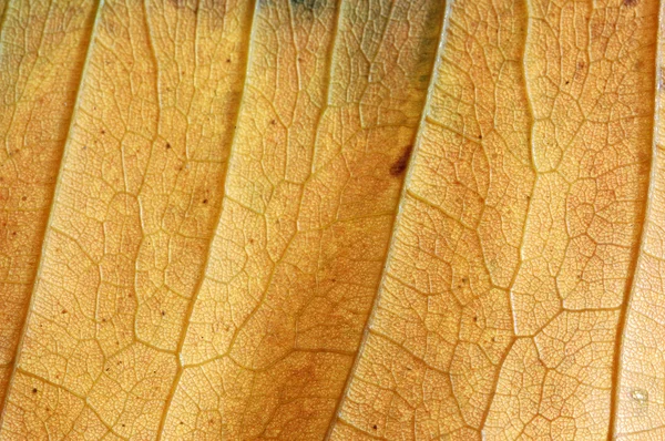 Stock image Structure of the dry leaf