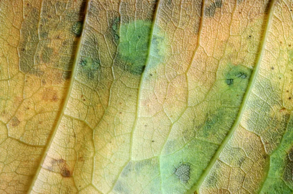 Structure of the dry leaf — Stock Photo, Image