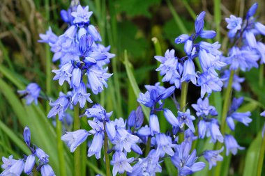 bahar zamanı - bluebells