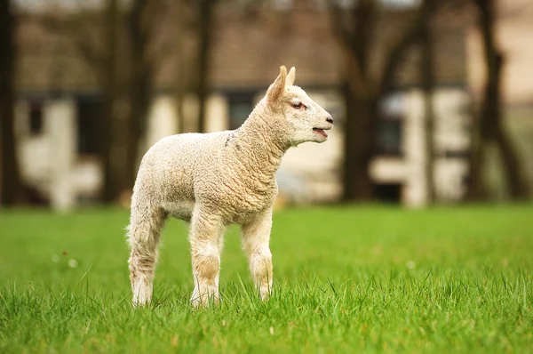 Nouvel agneau de printemps — Photo