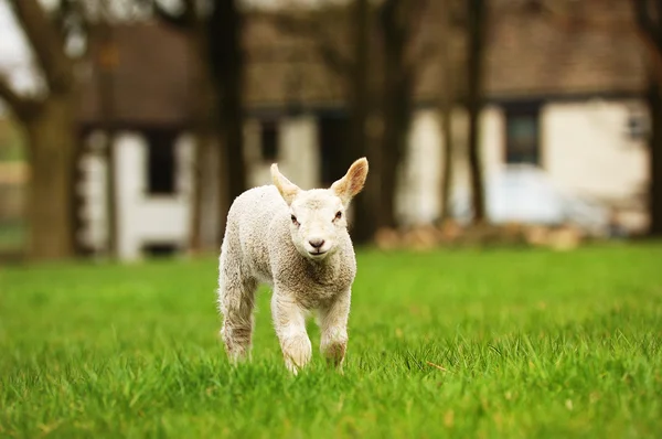 New Spring Lamb — Stock Photo, Image