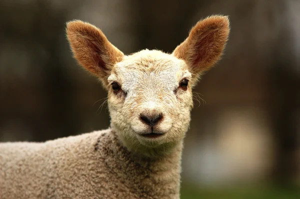 Új tavaszi bárány — Stock Fotó
