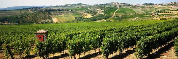 Виноградник - Італія — стокове фото