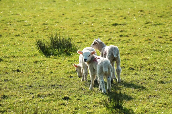 新しい春子羊 — ストック写真