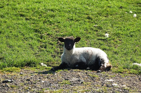 New Spring Lamb — Stock Photo, Image