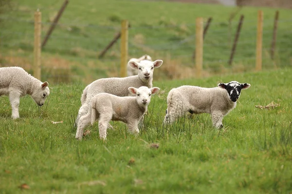 Nuevos corderos de primavera —  Fotos de Stock