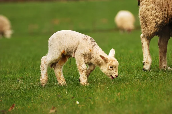 Új tavaszi bárány — Stock Fotó