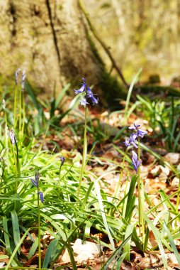 Bluebells - bahar zamanı