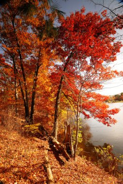 bir sonbahar woods - new england