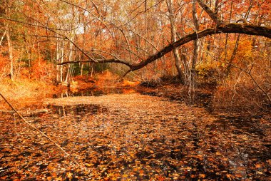 A Fall Woods - New England clipart