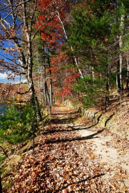 bir sonbahar woods - new england