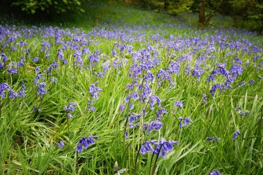 bahar zamanı - bluebells