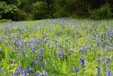 Bluebells - bahar zamanı