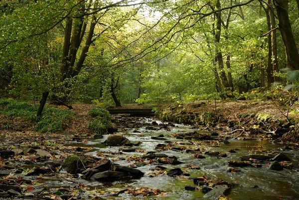 bir sonbahar akarsu - İngiltere