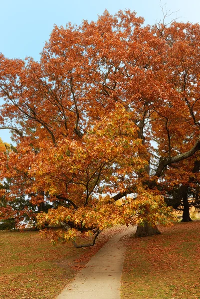 秋天树林-新英格兰 — 图库照片