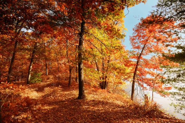 A Fall Woods - New England — Stock Photo, Image