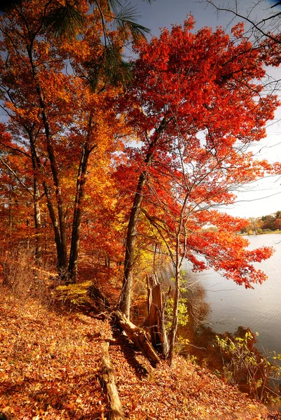 秋天树林-新英格兰 — 图库照片