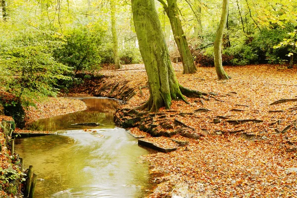 Podzimní stream - Anglie — Stock fotografie