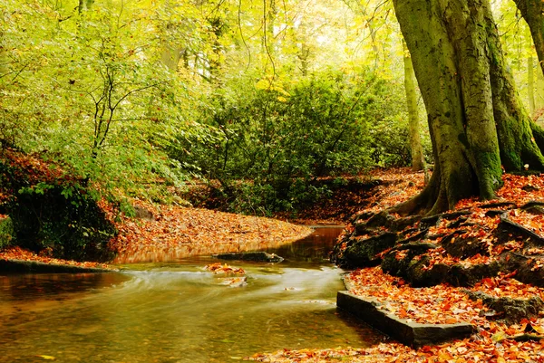 秋季流-英格兰 — 图库照片