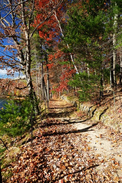 A Fall Woods - Nova Inglaterra — Fotografia de Stock
