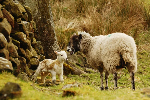 若い子羊と母 — ストック写真