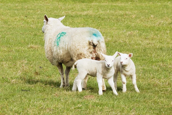 Young Lambs — Stock Photo, Image
