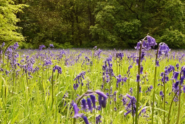 bahar zamanı - bluebells