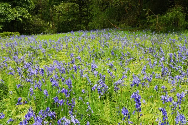 stock image Bluebells - spring time