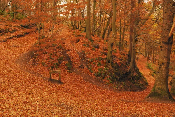 Forêts d'automne — Photo
