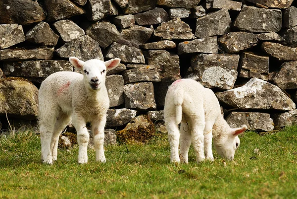 Young Lambs — Stock Photo, Image