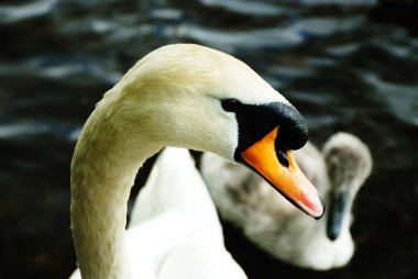 Yetişkin mute swan - İngiltere