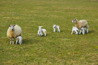 Young Lambs and Mothers clipart