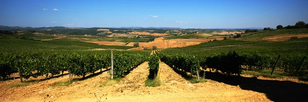 Vineyard - Italy — Stock Photo, Image
