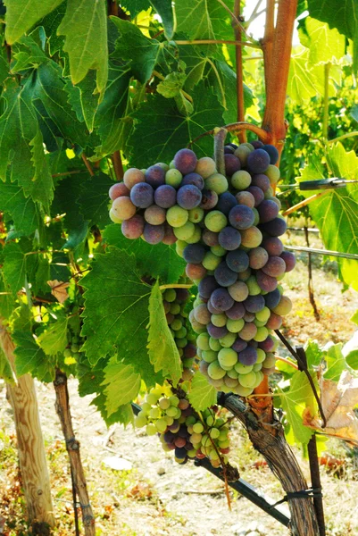 Rippening winogron — Zdjęcie stockowe