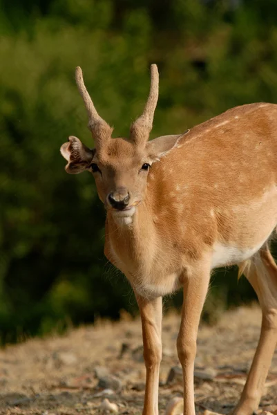 Deer - Doe — Stock Photo, Image
