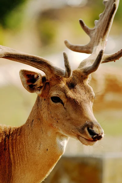Deer - Doe — Stock Photo, Image