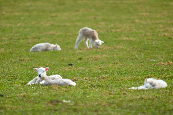 Jeunes agneaux — Photo