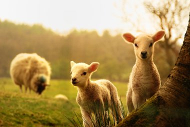Spring Lambs clipart