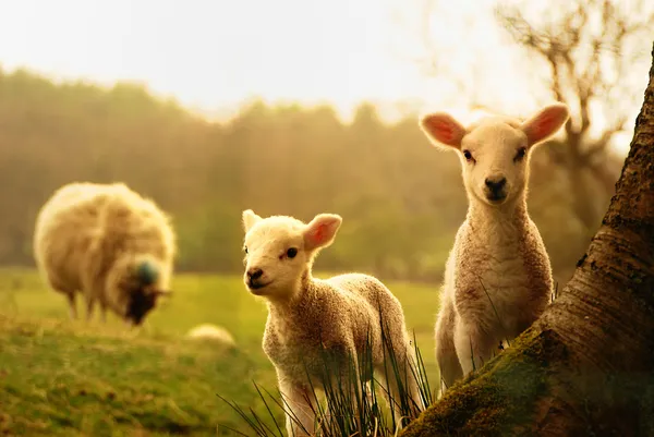 Spring Lambs — Stock Photo, Image