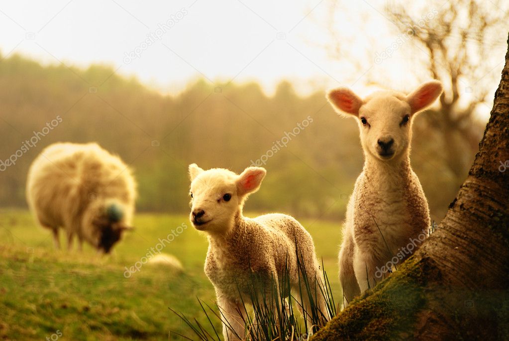 Spring Lambs