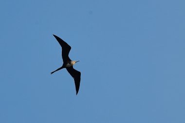 A Frigate Bird over the Sea clipart