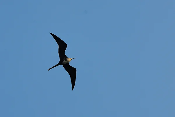 A Frigate Bird over the Sea — Stock Photo, Image