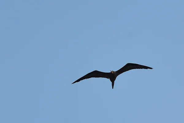 A Frigate Bird over the Sea — Stock Photo, Image