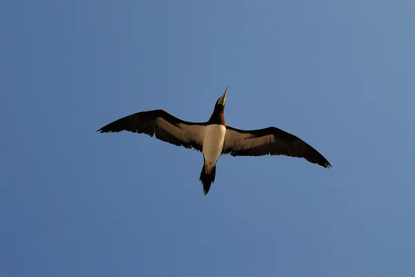 A Cormorant over the Sea — Stock Photo, Image