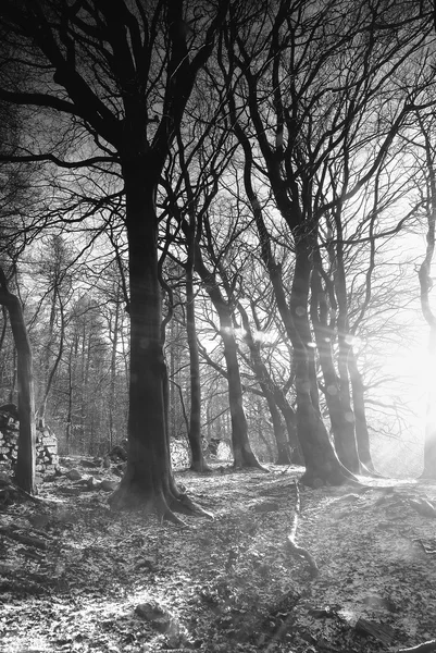 Низкое зимнее солнце - Англия — стоковое фото