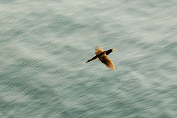A Cormorant Low and Fast over the Sea — Stock Photo, Image