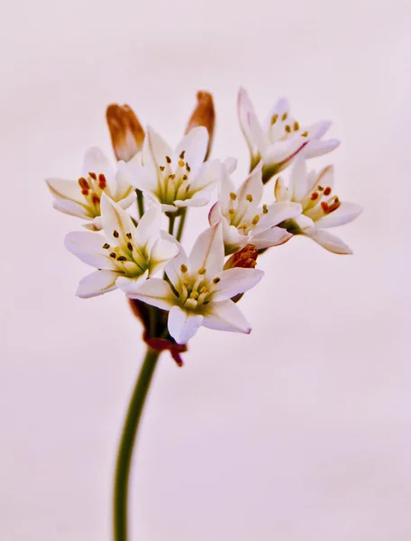 stock image White Flower