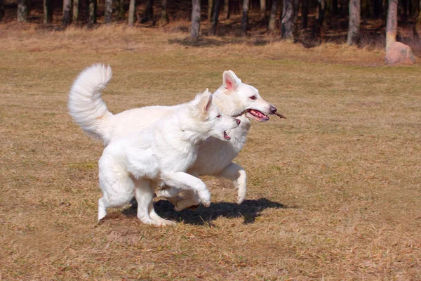 Weiße Schäferhunde spielen und rennen — Stockfoto