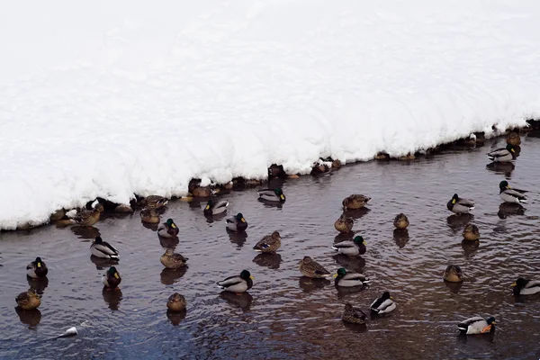 stock image Wild ducks floating in a lake